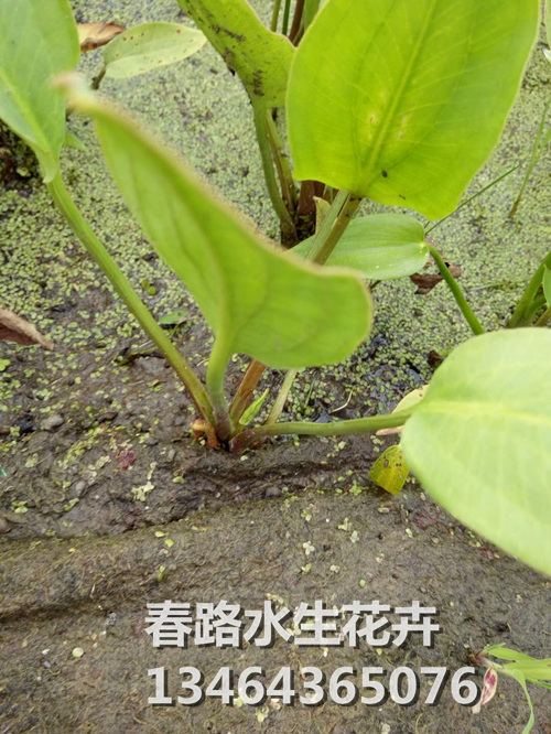 泽泻_辽宁泽泻_东北泽泻