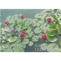 睡莲种苗_辽宁水生花卉_东北水生植物 