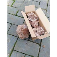 泉州白蚂蚁检验中心防治家庭白
