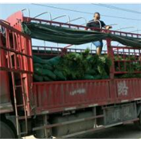 山东麦冬草批发