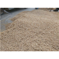 山东麦冬 