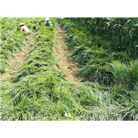 丹麦草
