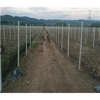 火龙果 百香果基地承接工程 承接建设 