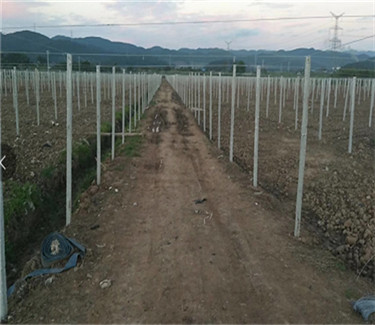 火龙果 百香果基地承接工程 承接建设 