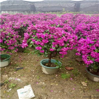 宜宾花海在哪个地方