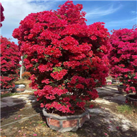 宜宾三角梅种植基地
