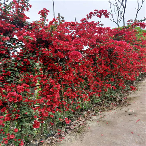 宜宾花海在哪个地方
