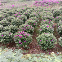 四川三角梅种植基地