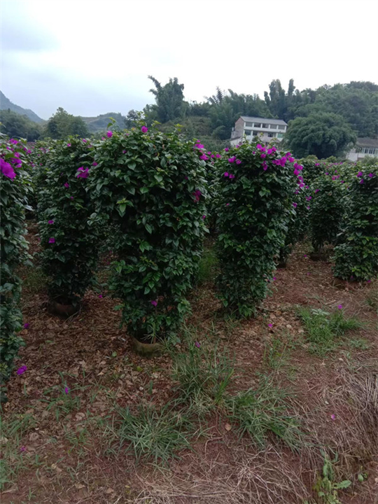 四川三角梅价格