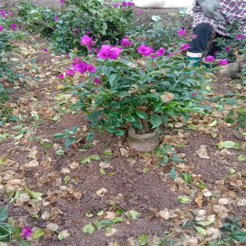 宜宾三角梅种植基地