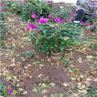 宜宾三角梅种植基地