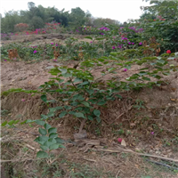 宜宾三角梅种植基地