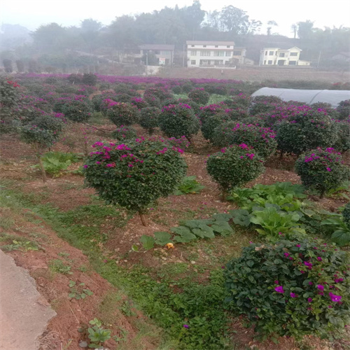 四川三角梅什么时候开花