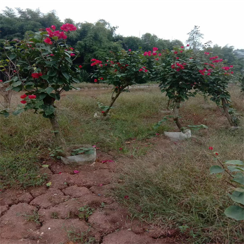 四川三角梅什么时候开花