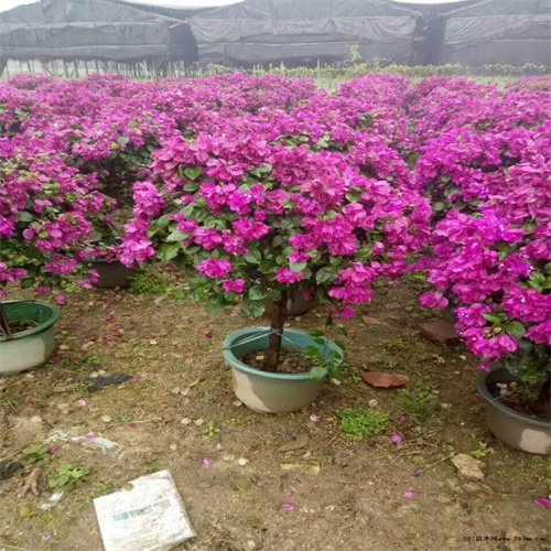 宜宾花海在哪个地方