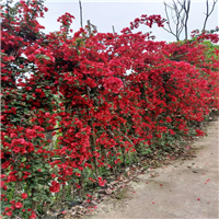 宜宾花海在哪个地方