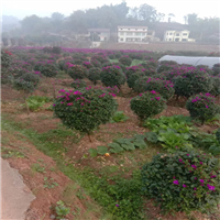 四川三角梅什么时候开花