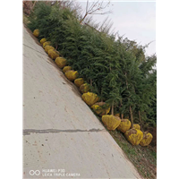 河南雪松基地