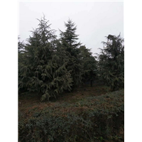 汝南雪松基地|河南雪松基地