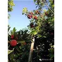 东江湖农家乐 