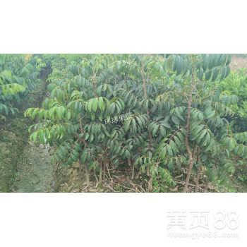 贵州黑橄榄苗,青橄榄苗价格