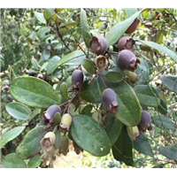 广西果苗批发广西桃金娘苗种植基地 