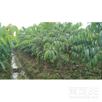 云南黑橄榄苗,青橄榄苗价格