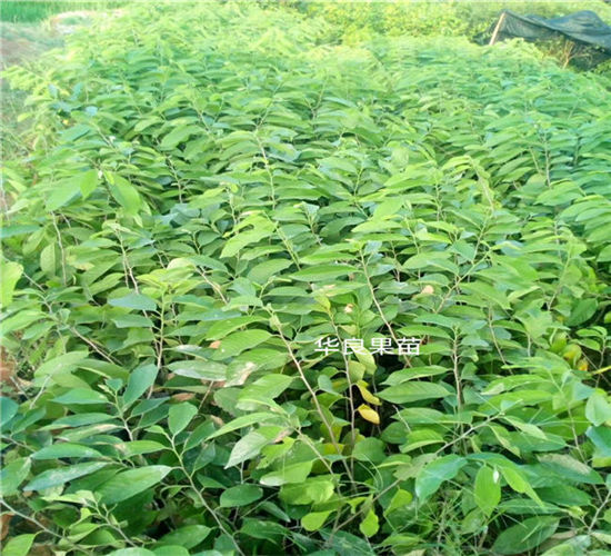 广西果苗公司报价电话广西红皮释迦果苗批发 