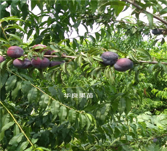 广西果苗公司电话广西三华李苗批发 