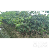 广东黑橄榄苗,青橄榄苗价格