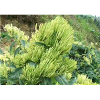 广西金银花价格
