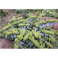 广西金银花种植基地