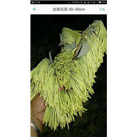 广西金银花价格