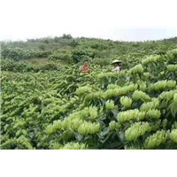 广西金银花批发