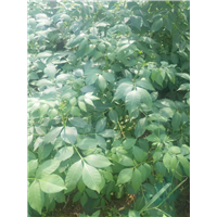 江西高产品种植1年的吴茱萸产地