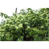广西金银花价格