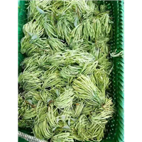 广东金银花批发 