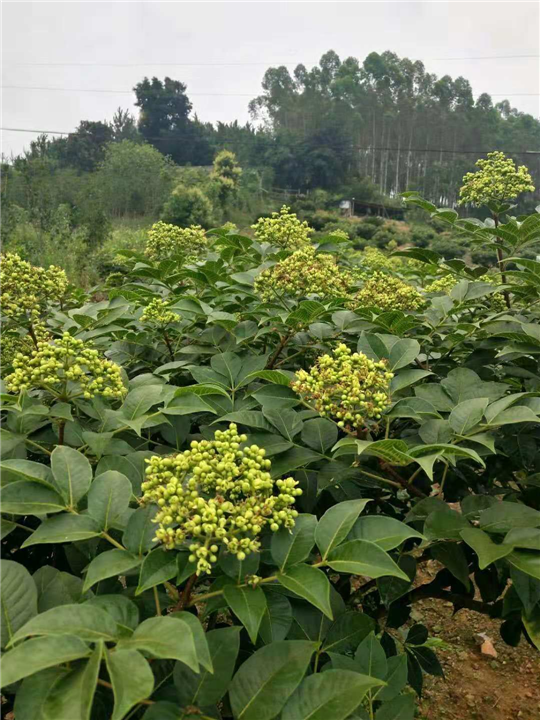 高产广西品种茶辣吴茱萸种植基地