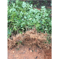 广西茶辣吴茱萸苗批发价格