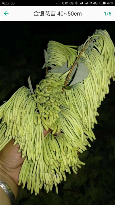 广西金银花价格