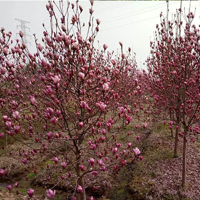 紫玉兰—河南驻马店 
