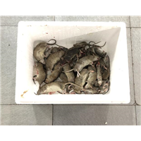 湖州灭鼠公司