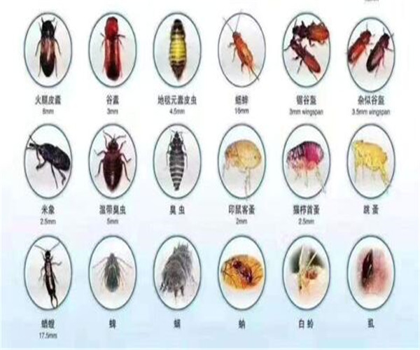 湖州专业灭鼠公司 