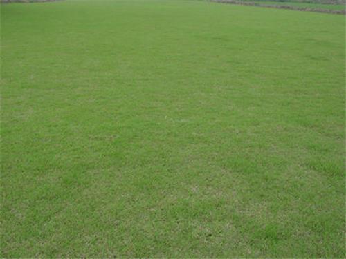 佛山哪里有大叶油草坪基地 