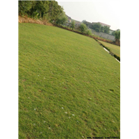 高明台湾草种植基地 