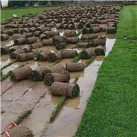 佛山三水台湾草草皮用途介绍