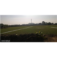 珠海市草场批发 