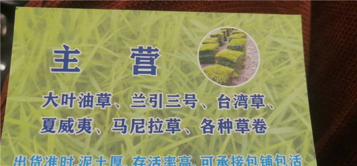 珠海马尼拉草皮批发 