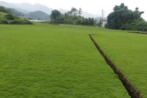 高明马尼拉草皮批发 