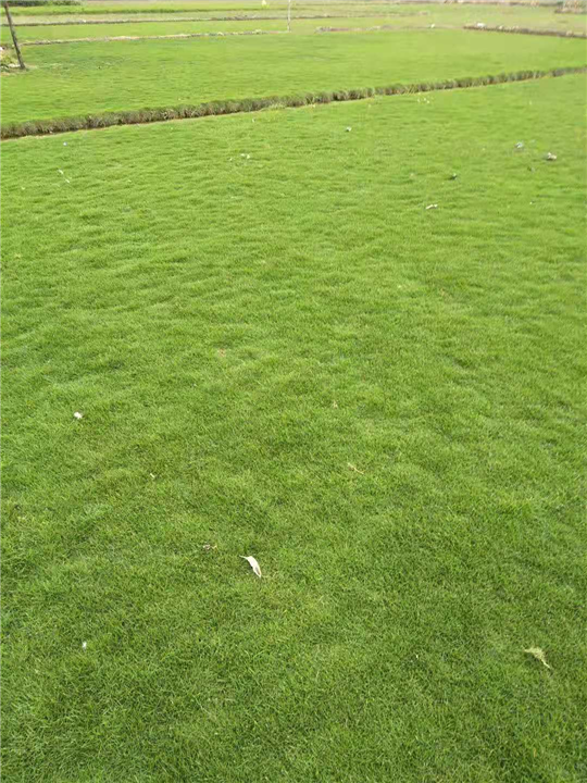 佛山低价草皮批发 